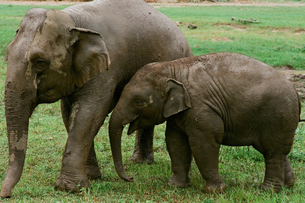 NatGeo estreia documentário que mostra o outro lado do turismo selvagem de elefantes